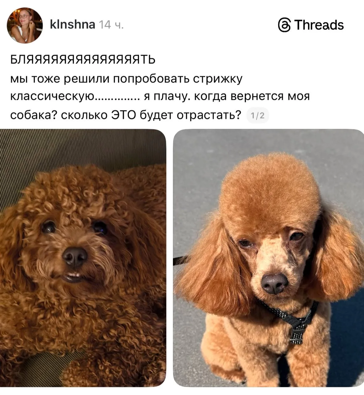 Когда отправилась не к тому парикмахеру