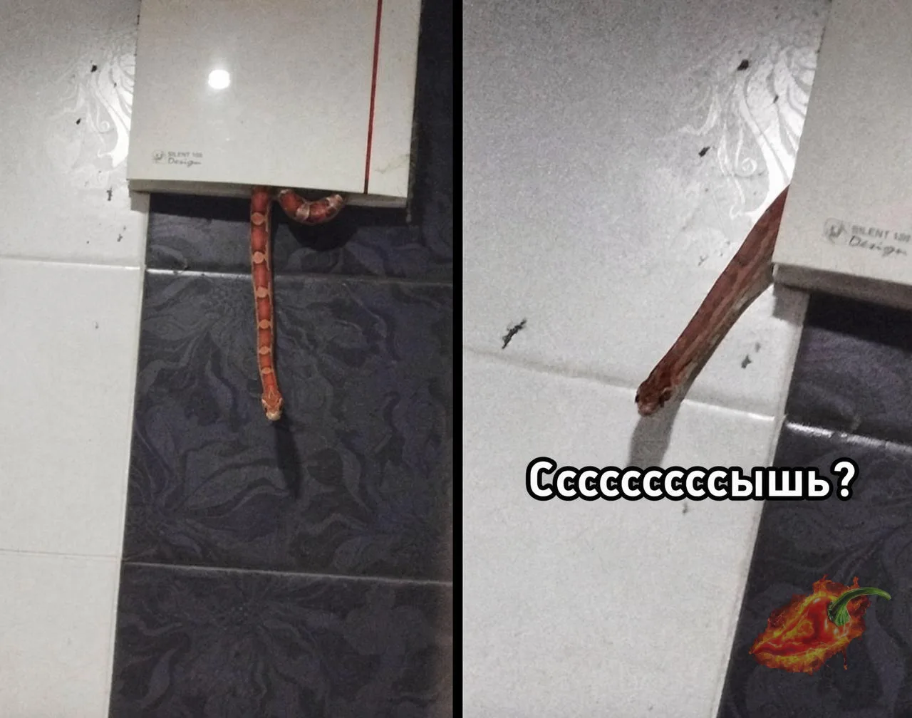 Змея выползла из вентиляции прямо в ванную москвича, а через несколько минут уползла об...