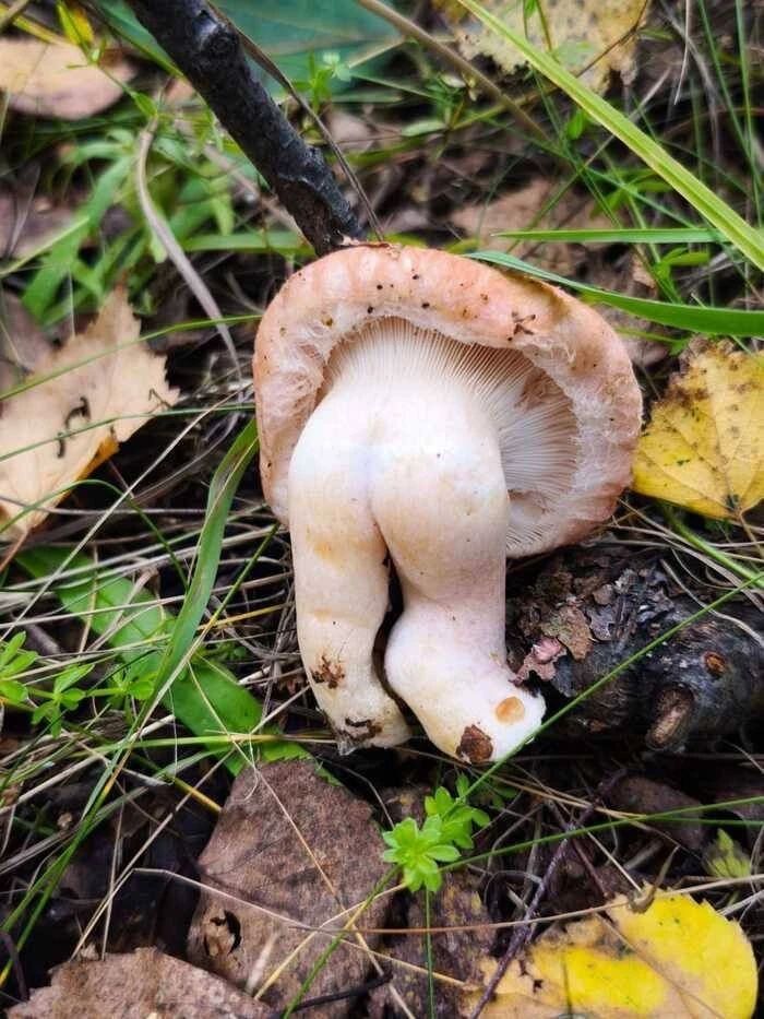 🍄‍🟫 В лесу появились жопята😃