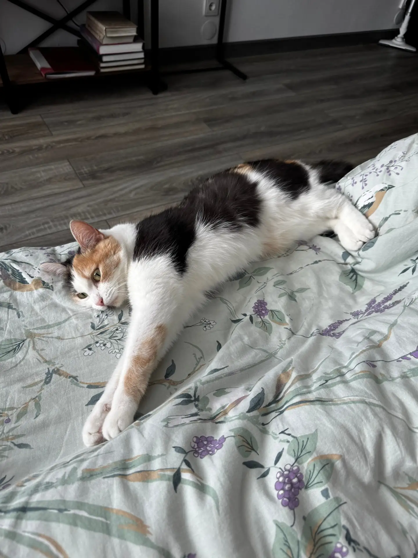 убежала кошка!!