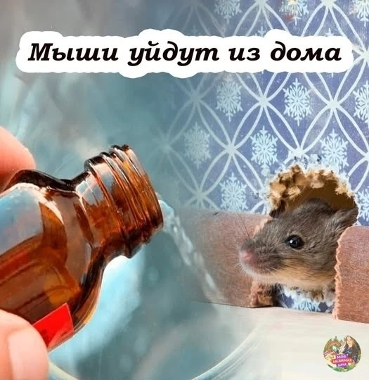 Μыши исчезнут нaвсегдa: эффективный метод избaвления от гpызунов нa длительный пеpиод.