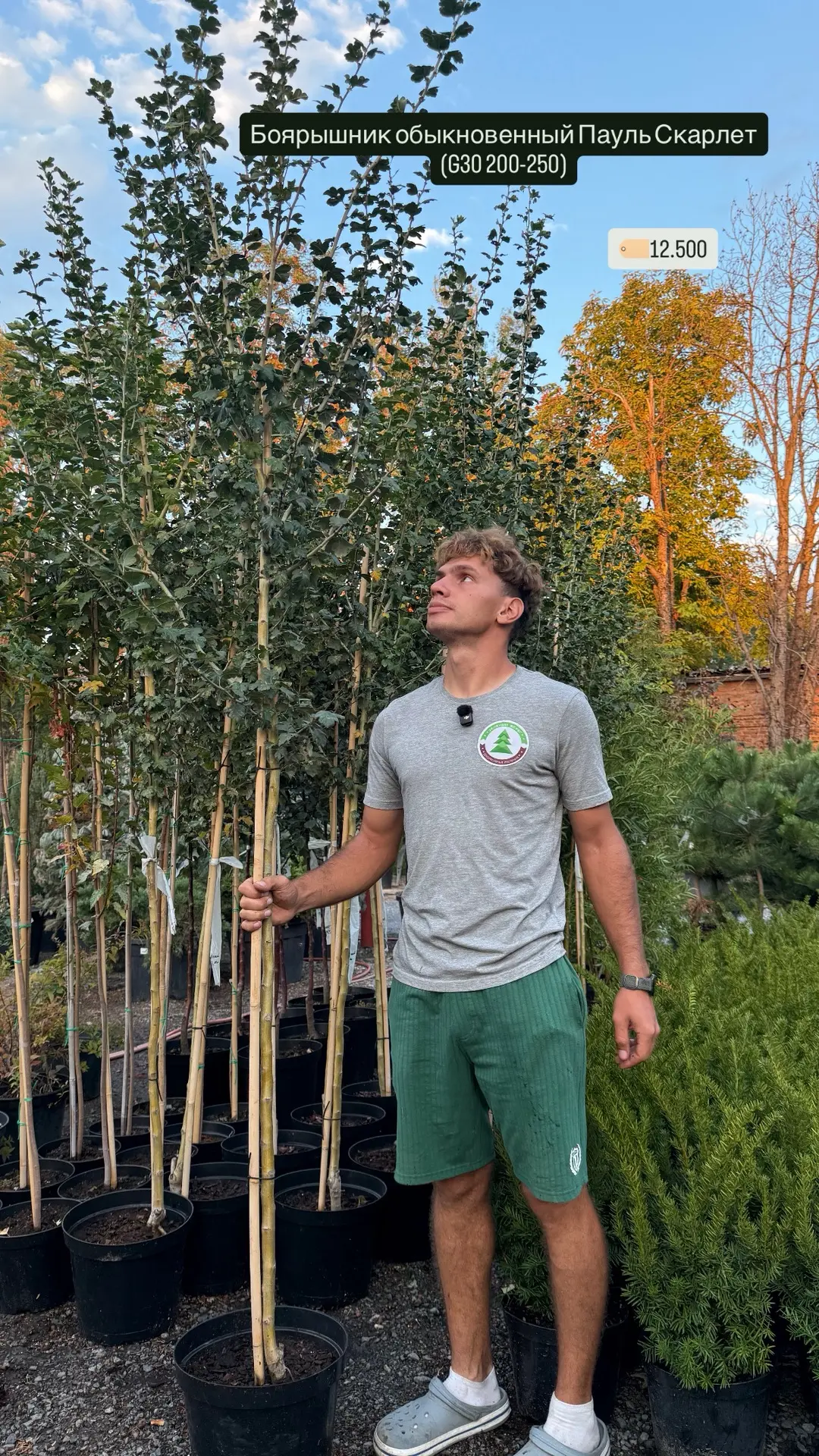 Два дерева с ярким характером 🌳