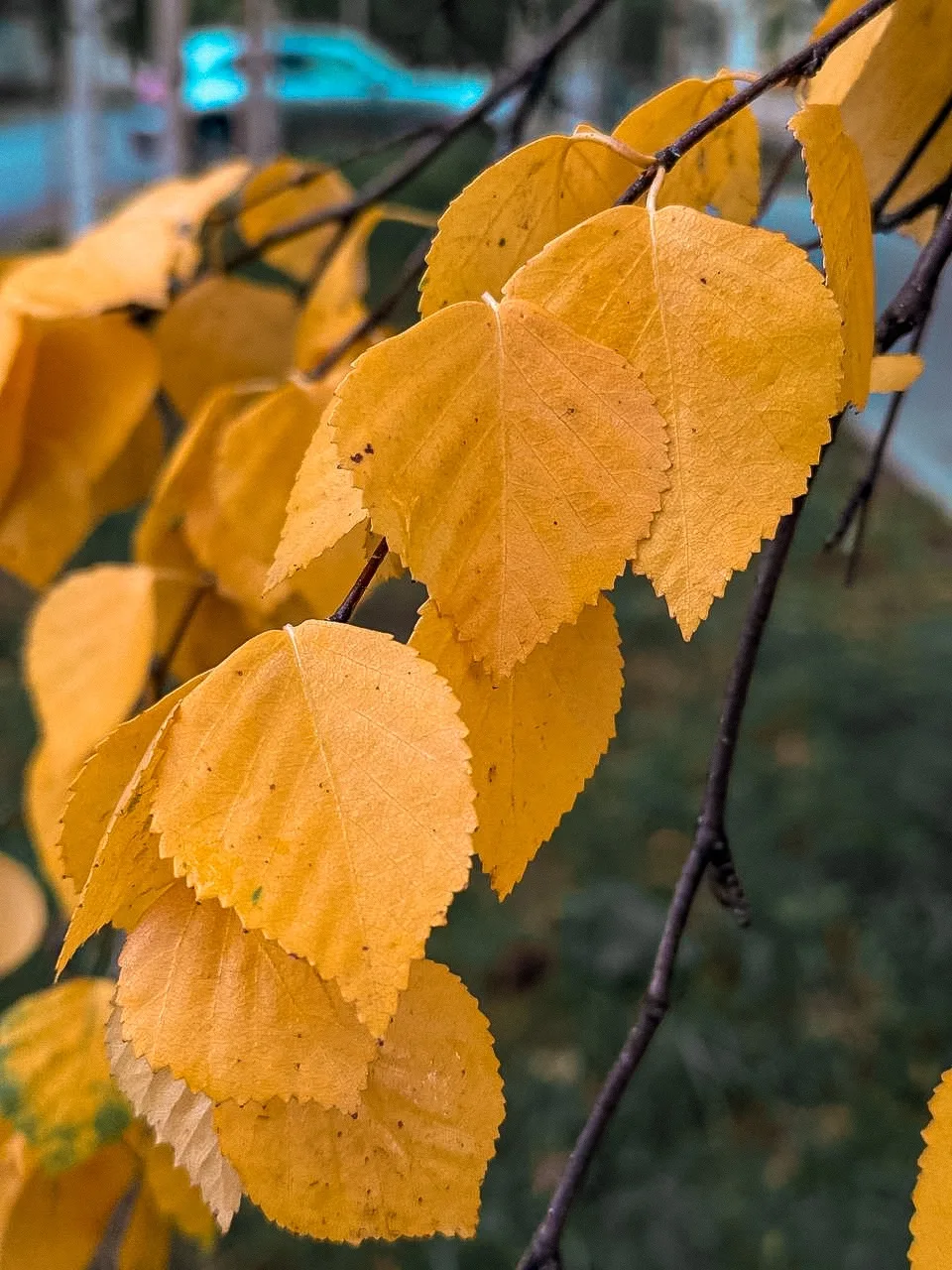 Добрый день 🍂