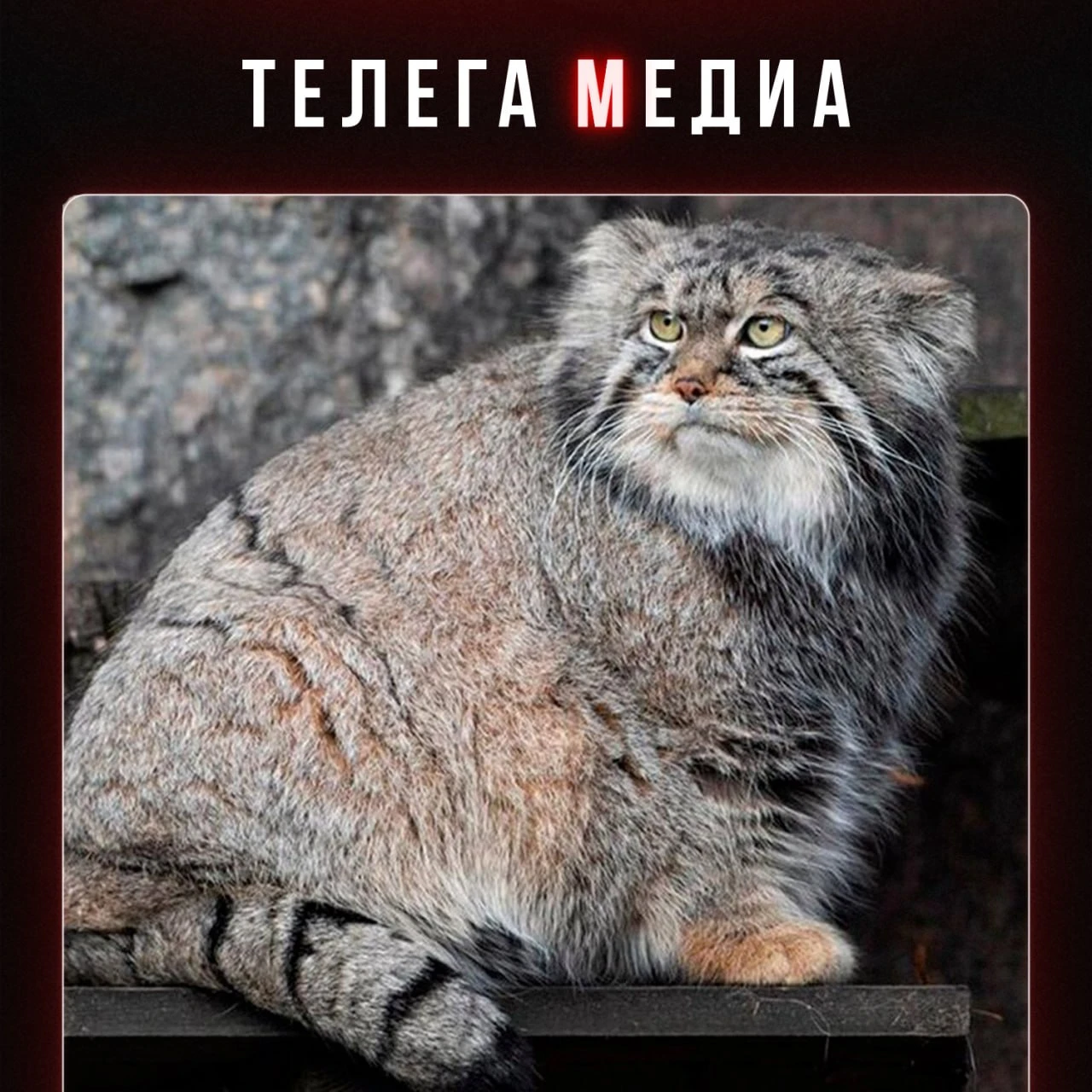 Новость, которую все ждали