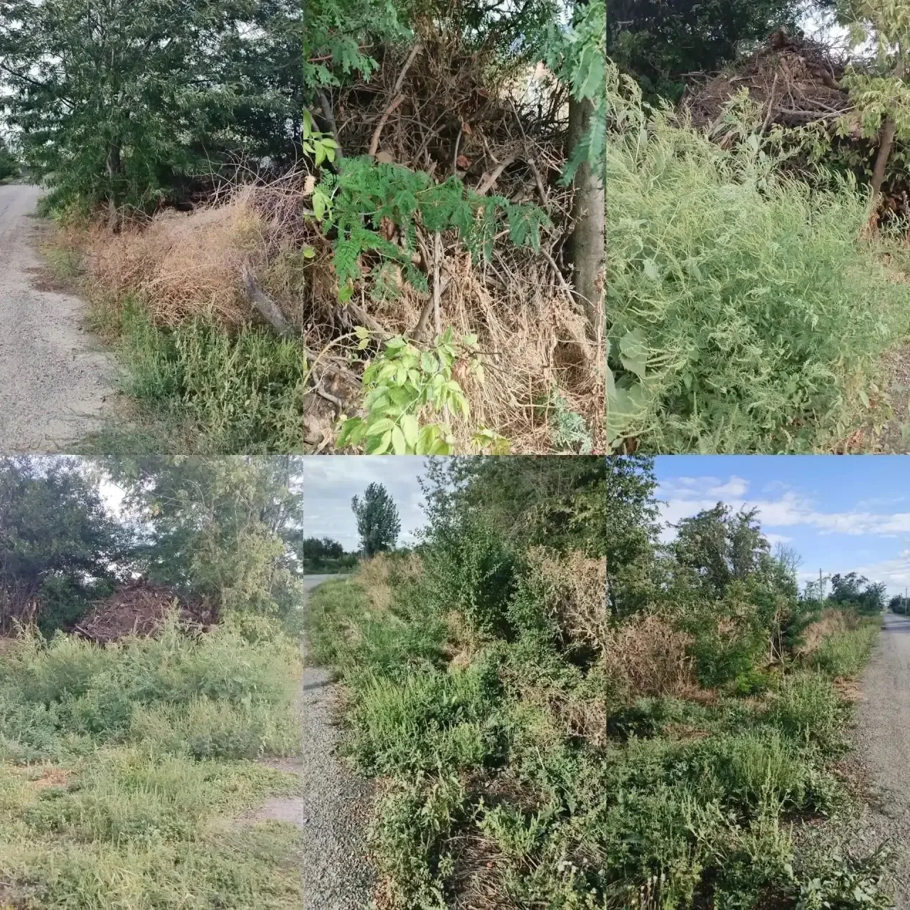 Х. Новоалександровка ул. Королёва. ЗАРОСЛИ, АМБРОЗИЯ. Администрация не реагирует.