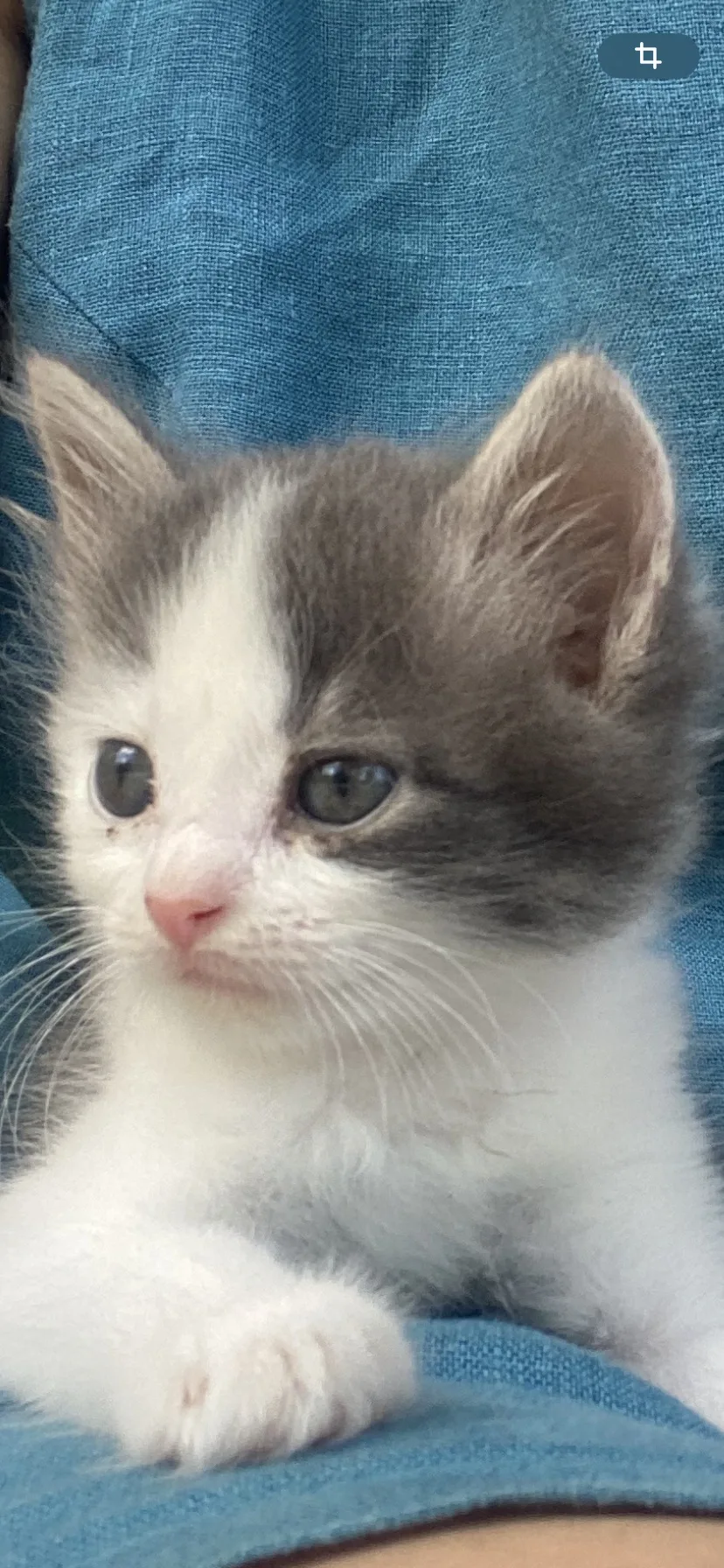 🐈 Кошечка, 1,5 месяца, в дар 💝