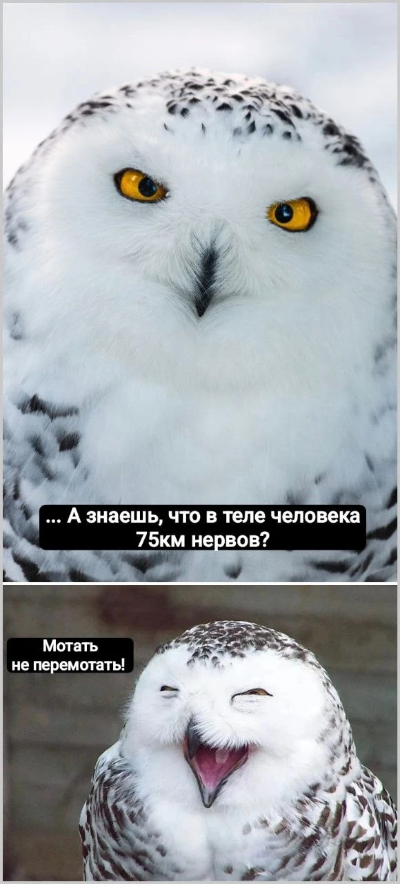 Спокойной ночи, добрых сов! 😁

Совушки🦉
Наш второй канал 👉 Медведи