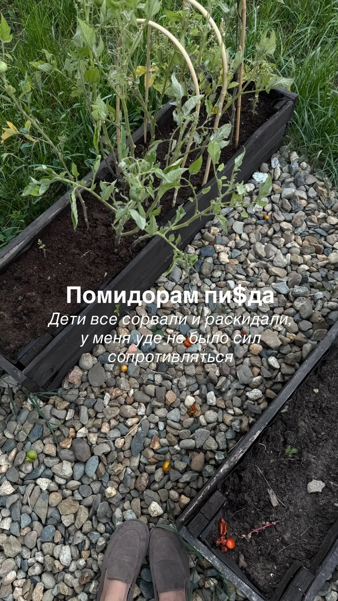 Только я не пойму, он кормовой чтоли , или переросток. Жарить то можно его или уже на семена 😂
