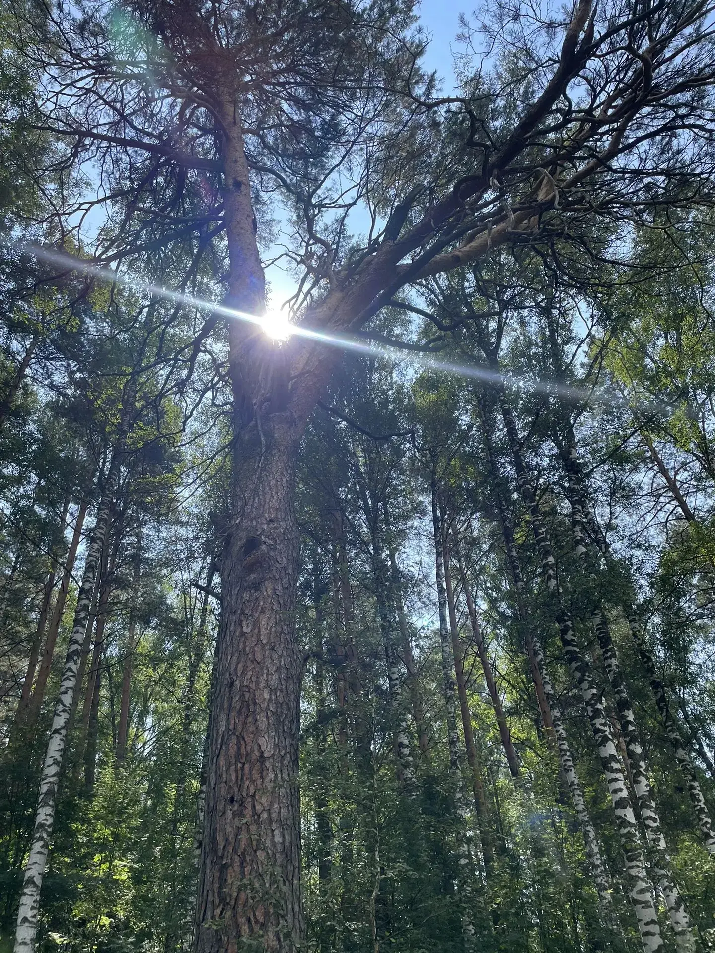 🌲Остановись и вдумайся!
Иногда мы не задумываемся сколько времени потребуется этой малышке, чтобы п