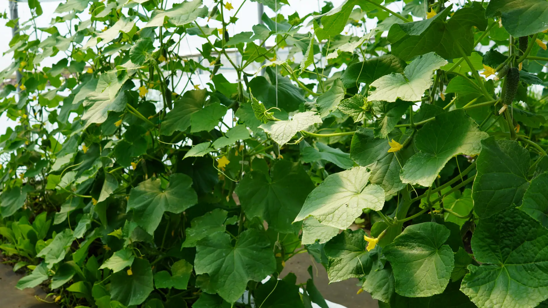 🌱 Продолжаем рассказывать о нашем органическом производстве!

В плодово‑ягодном питомнике Белгородс