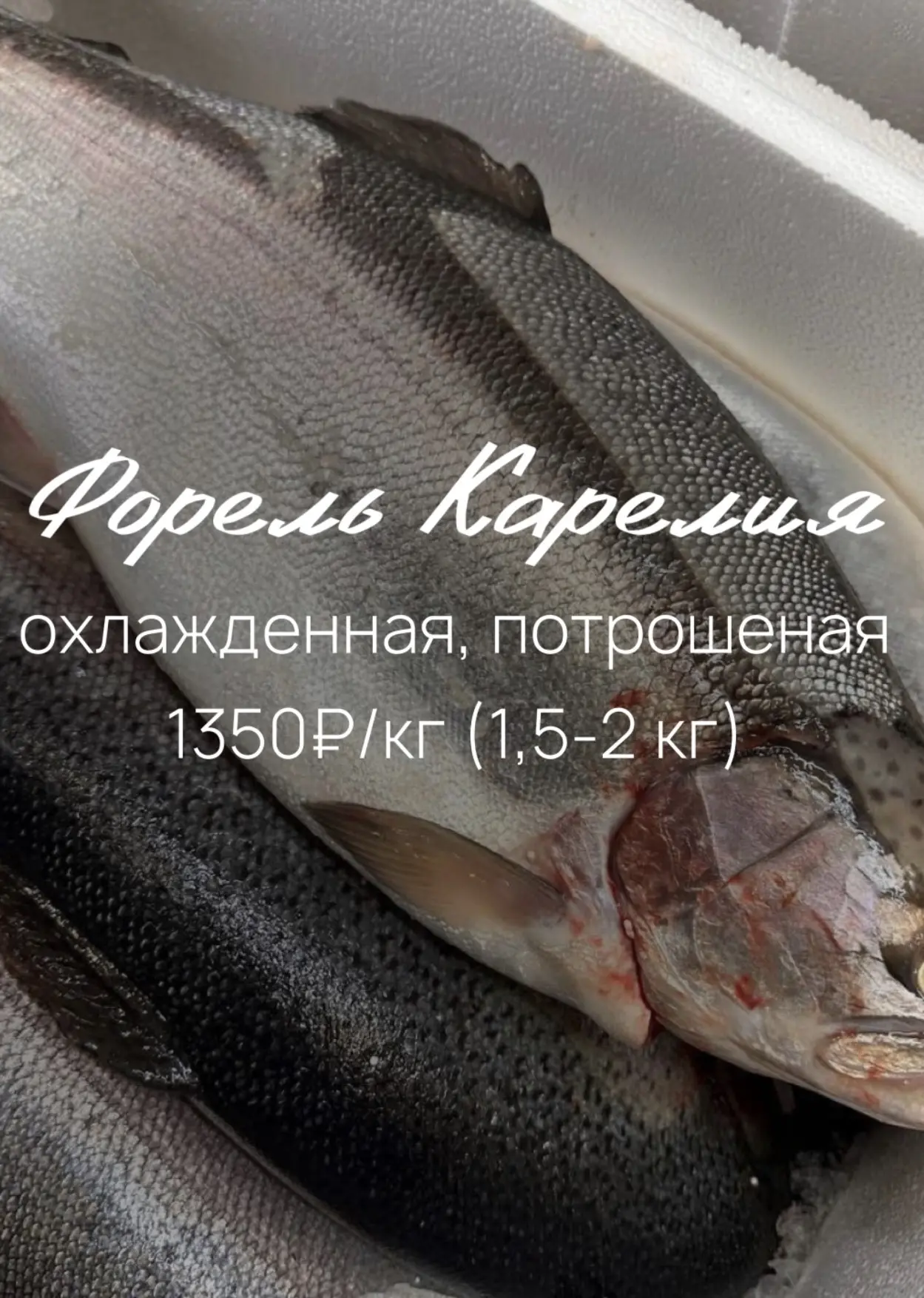 🐟 Свежее  поступление!