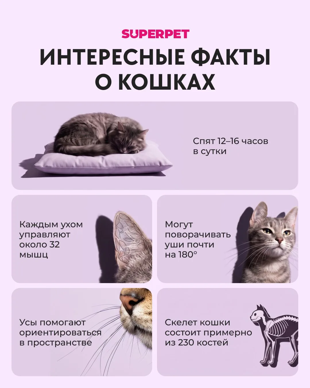 Интересные факты о кошках