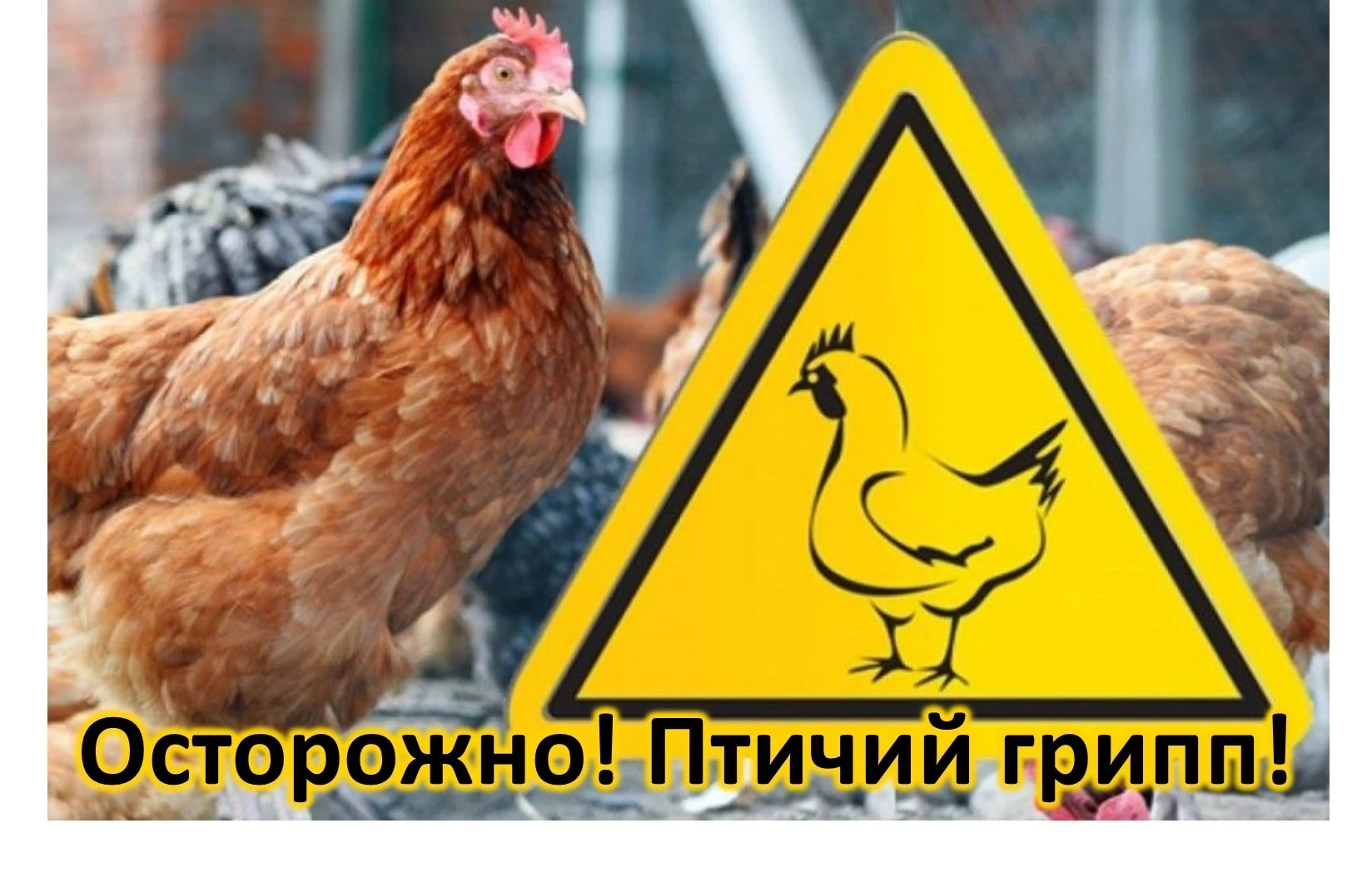 ❓ Что такое птичий грипп?