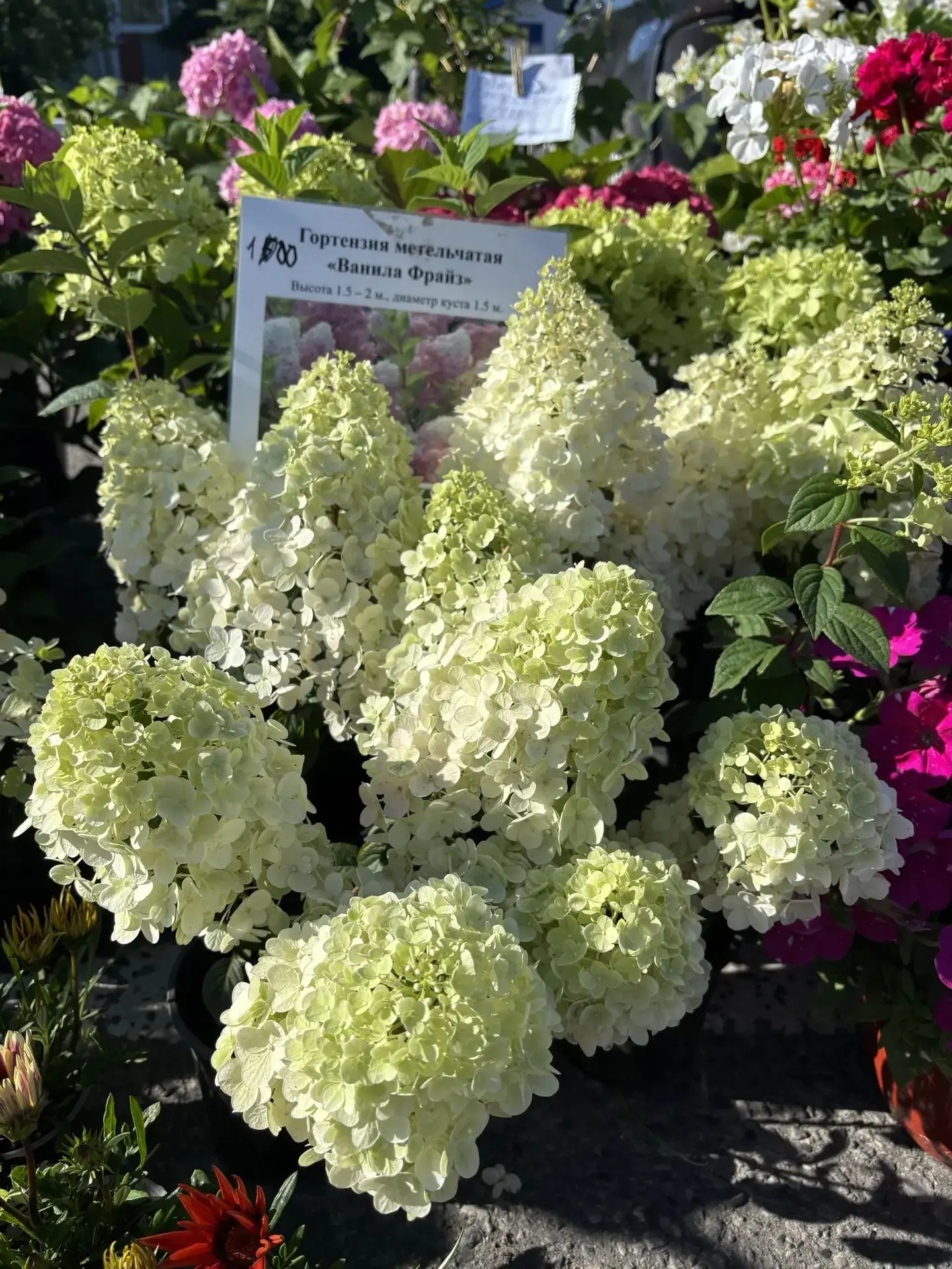 🌿Сегодня в Чернянке прошла традиционная летняя сельскохозяйственная ярмарка — событие,...