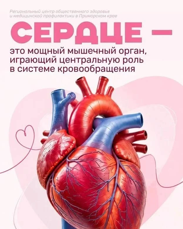 🫀 В Приморье проходит Неделя ответственного отношения к сердечно-сосудистой системе