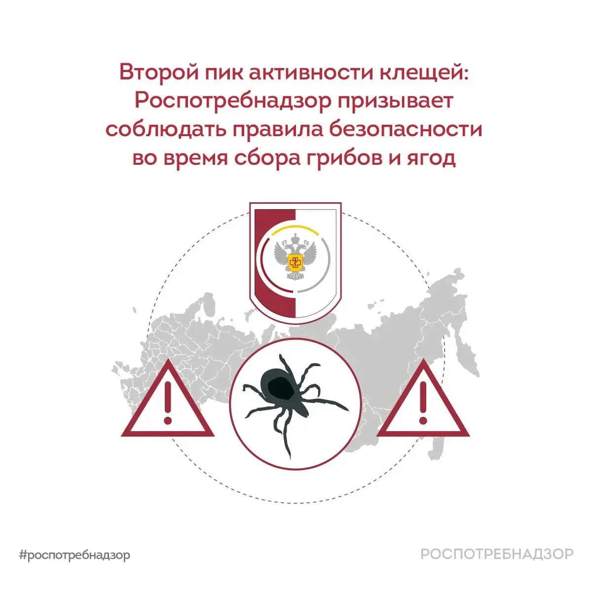 Второй пик активности клещей: будьте осторожны в лесу