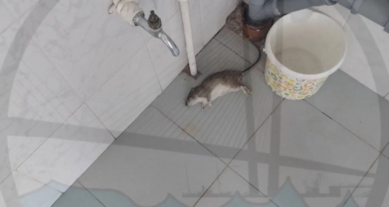 🐀Во Владивостоке в школе №66 на Кузнецова разбросаны тела умерших крыс