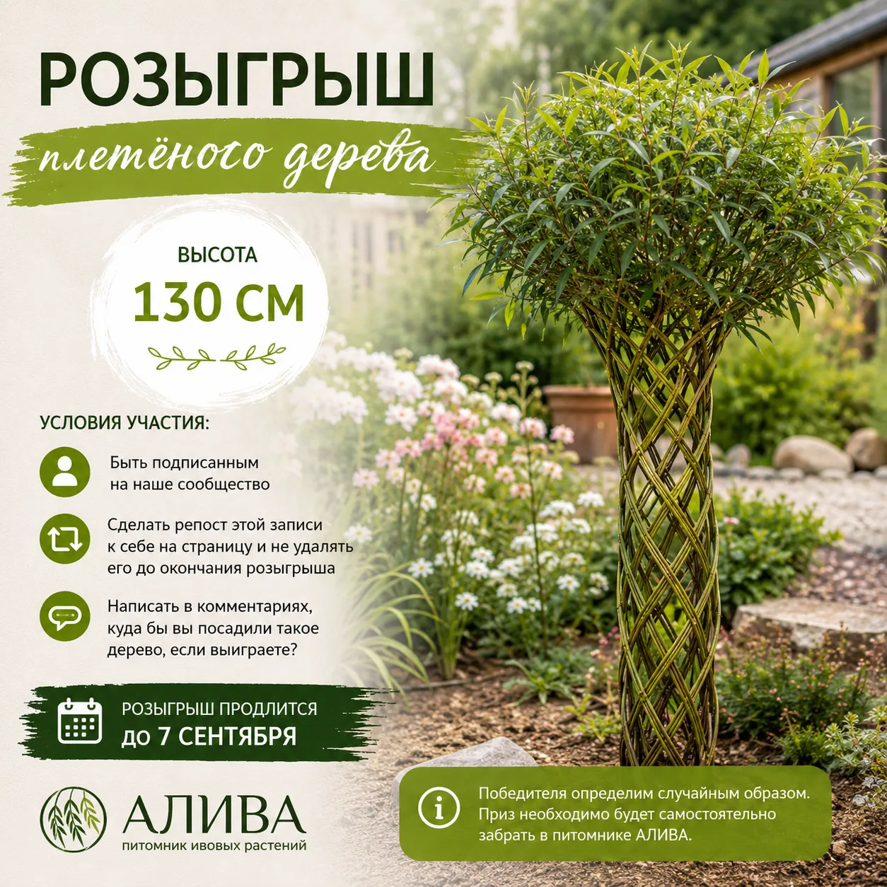 🌿 Разыгрываем живое плетёное дерево из ивы высотой 130 см!