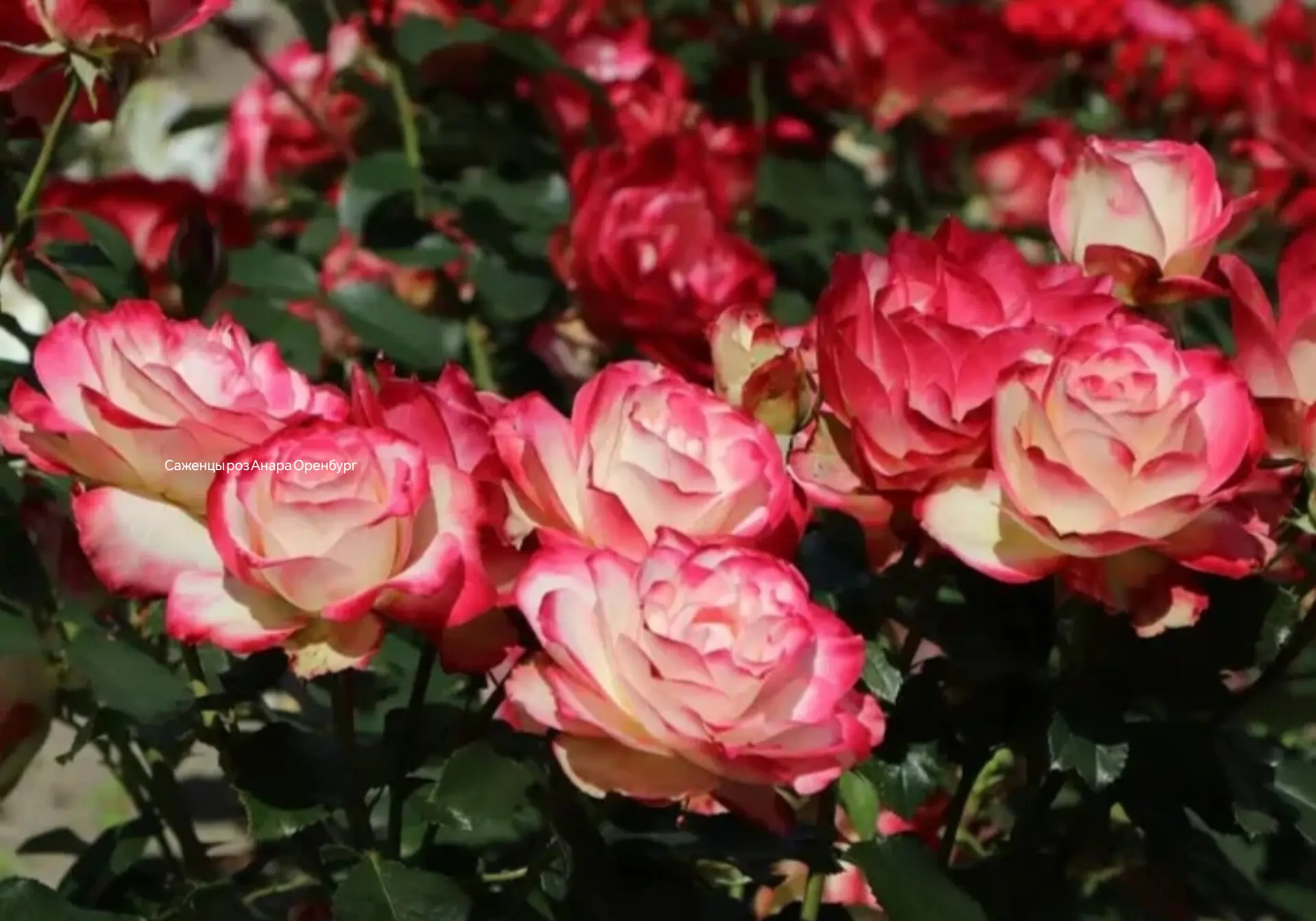 Роза 🌹 Юбилей Санкт-Петербурга,
