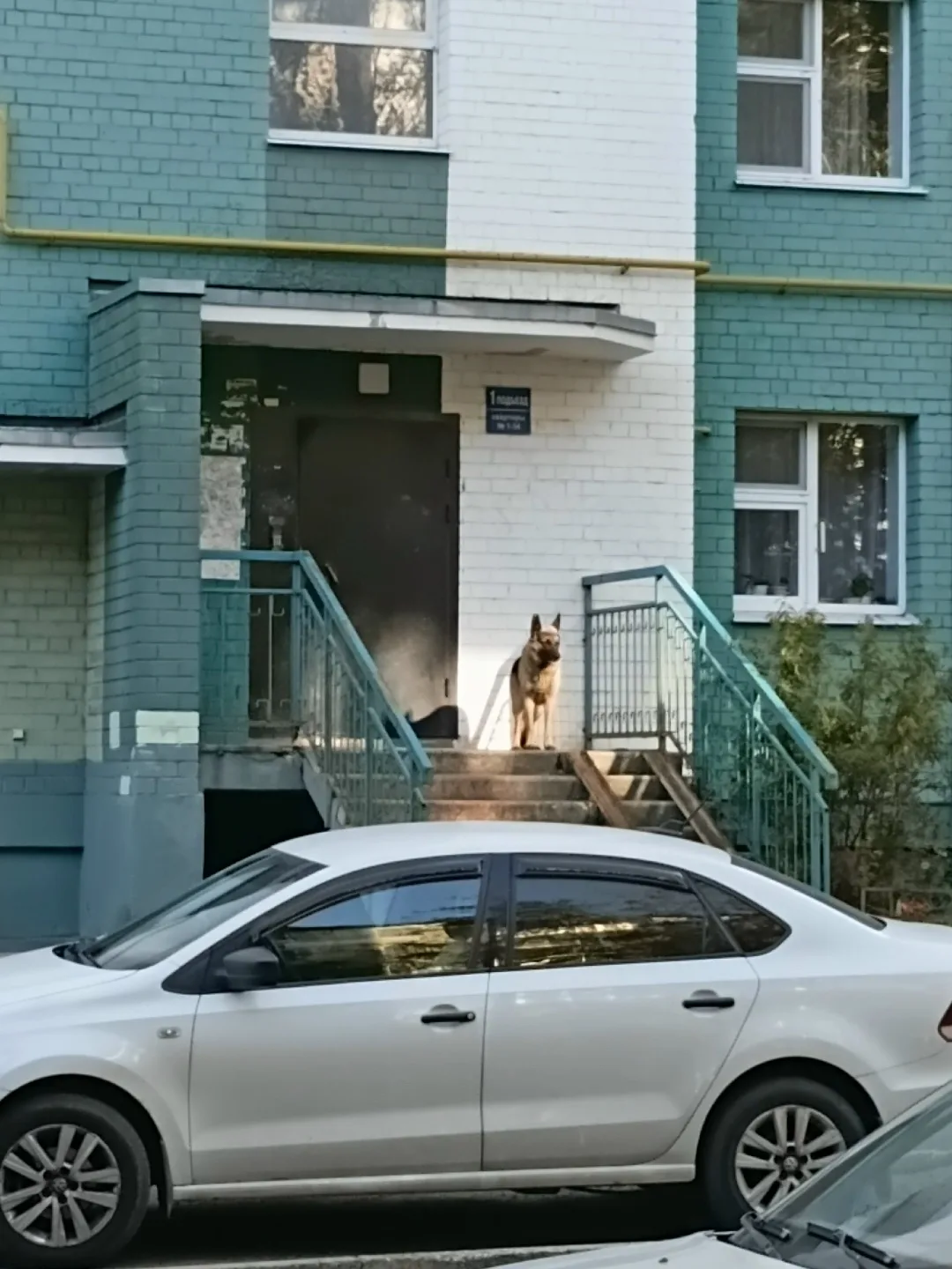 Увидел в своём районе собаку, она с ошейником, бегала одна, хозяина рядом не наблюдоало...
