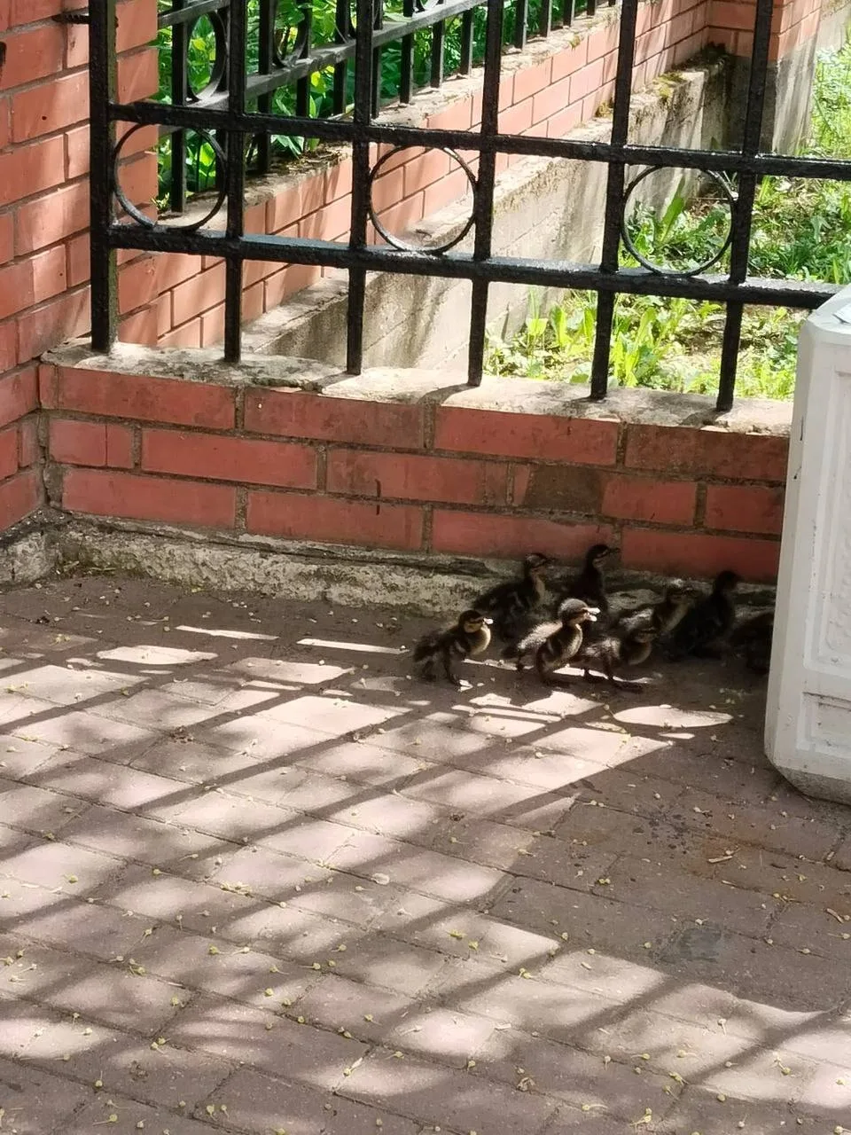 🐥 В Зеленограде утка с утятами не смогла пройти к воде из-за забора    Мама-утка вела малышей к водо