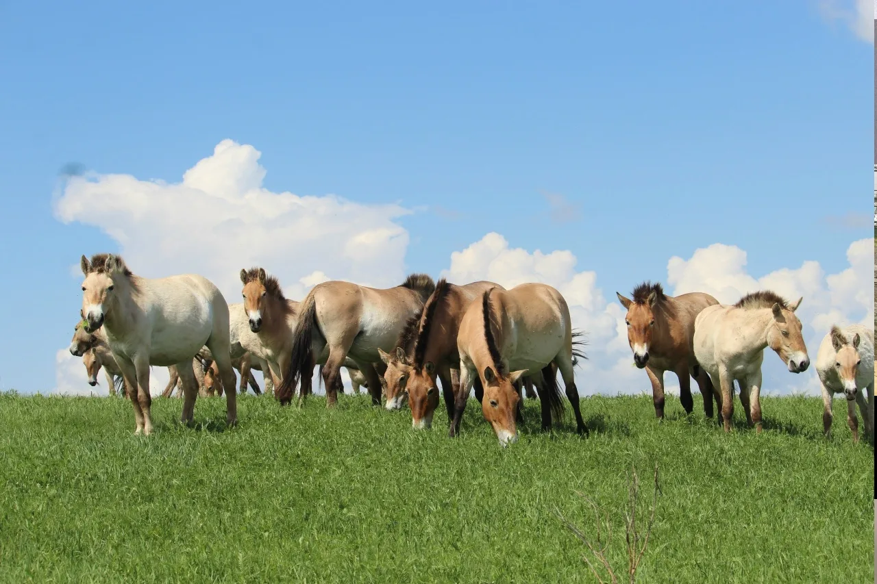 🐎 Весенние малыши: в заповеднике Оренбуржья пополнение у лошадей Пржевальского  #Про_Общество  Весна