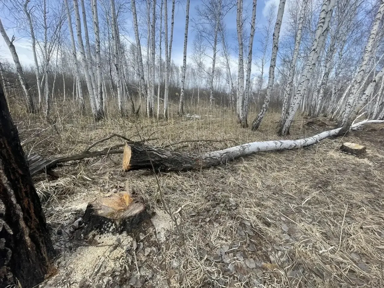 📍Житель НСО предстанет перед судом за незаконную рубку деревьев   Прокуратура Каргатского района нап