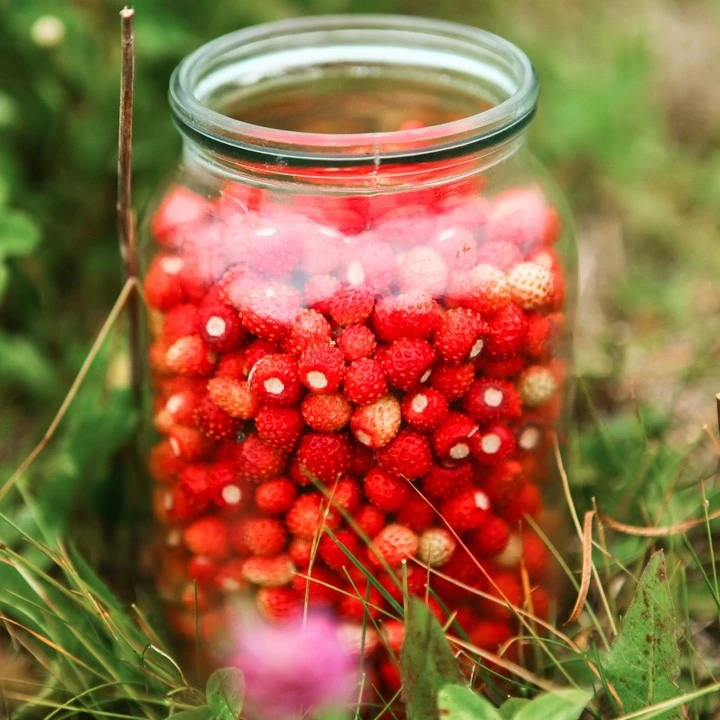 Пора в лес – за земляникой! 🌲

🍓 Ароматные ягоды начинают появляться в Нижегородской области. Сейч