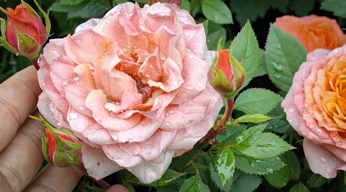 🌹 Розы на зимовку: 3 шага до укрытия