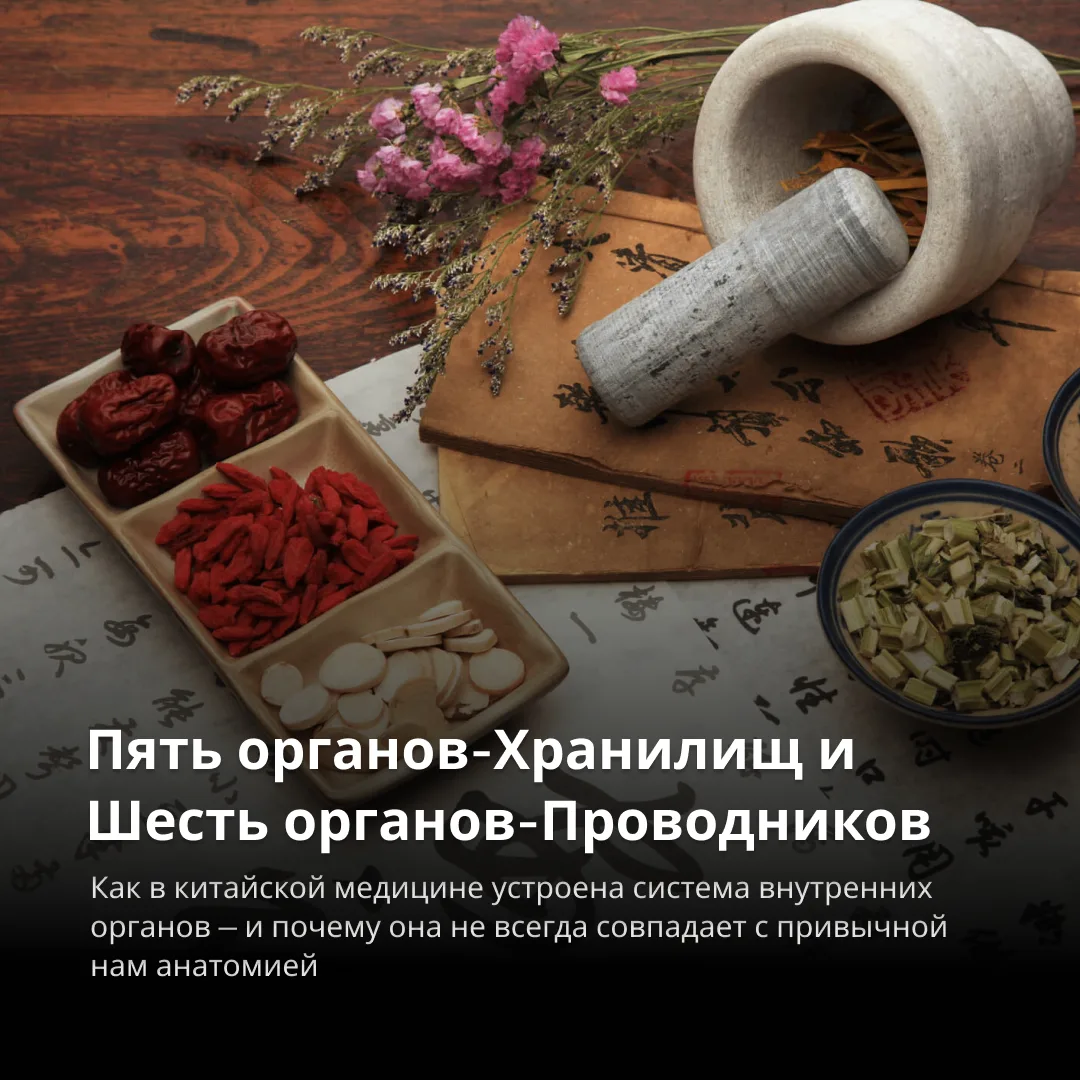 Почему в китайской медицине сердце — это Огонь, печень — Дерево, а почки — Вода? 🤔