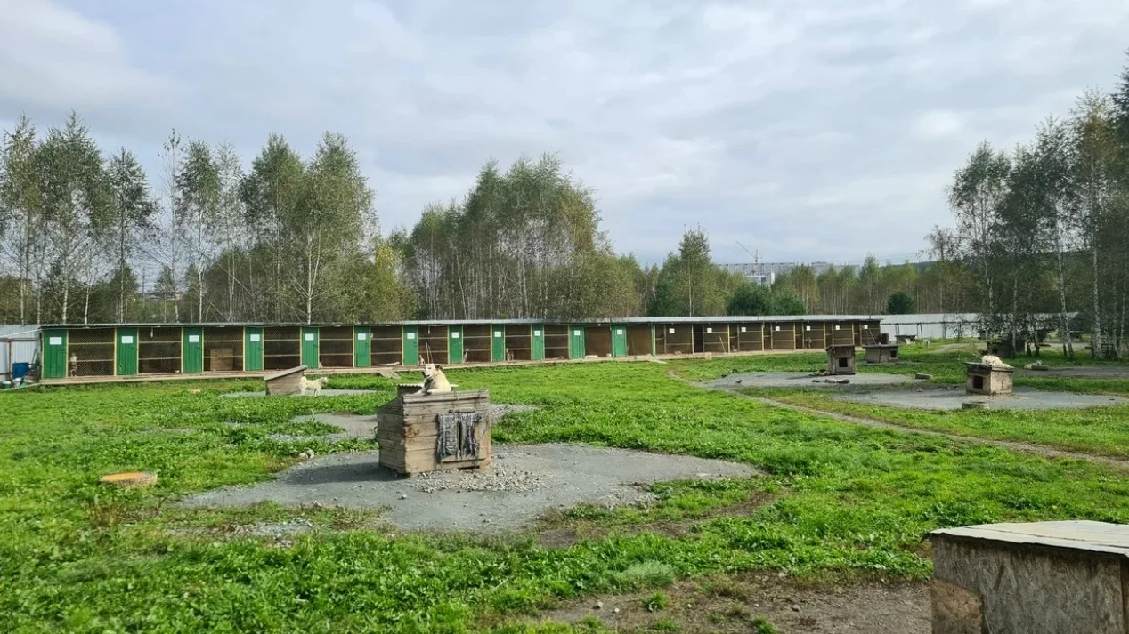 Школьники Ревды помогают животным не только словами
