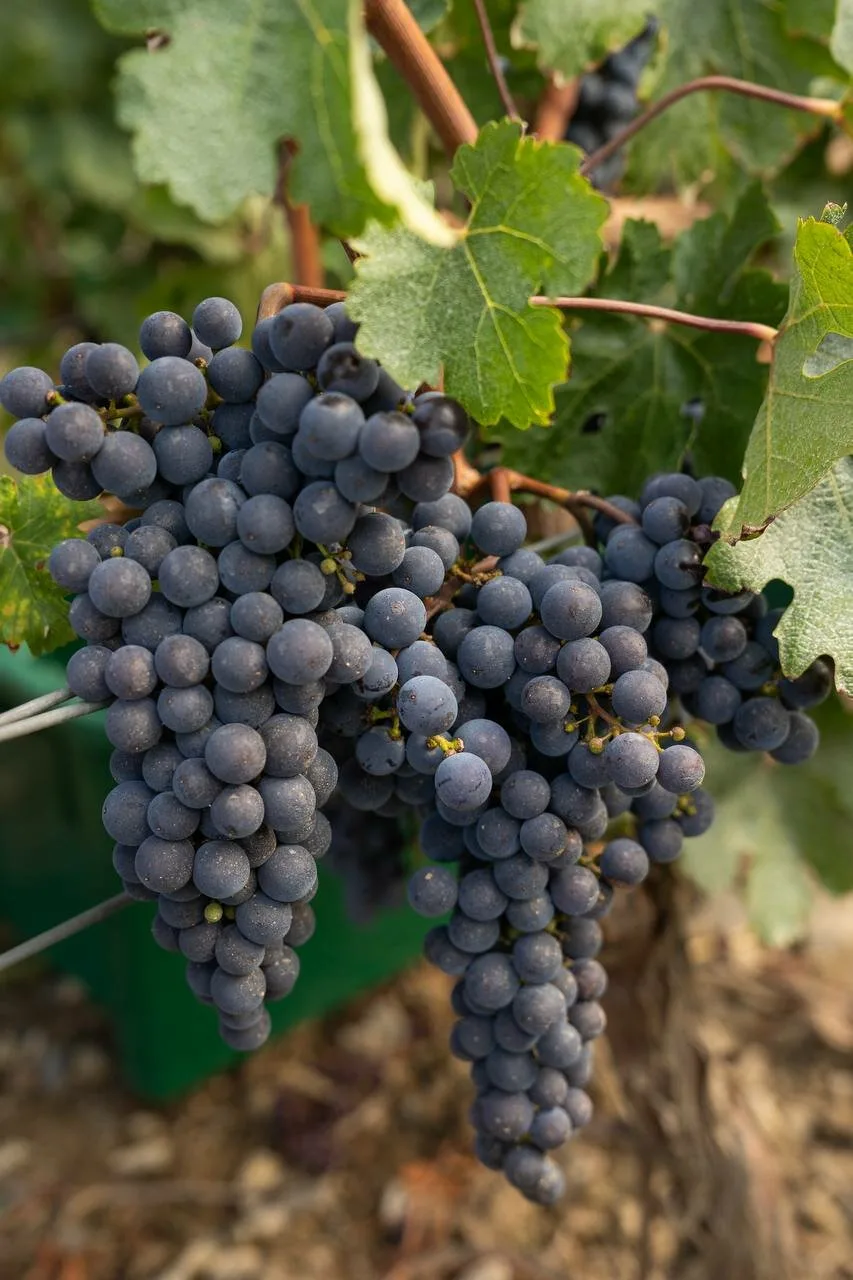 20.09 Праздник сбора урожая винограда в WINEPARK