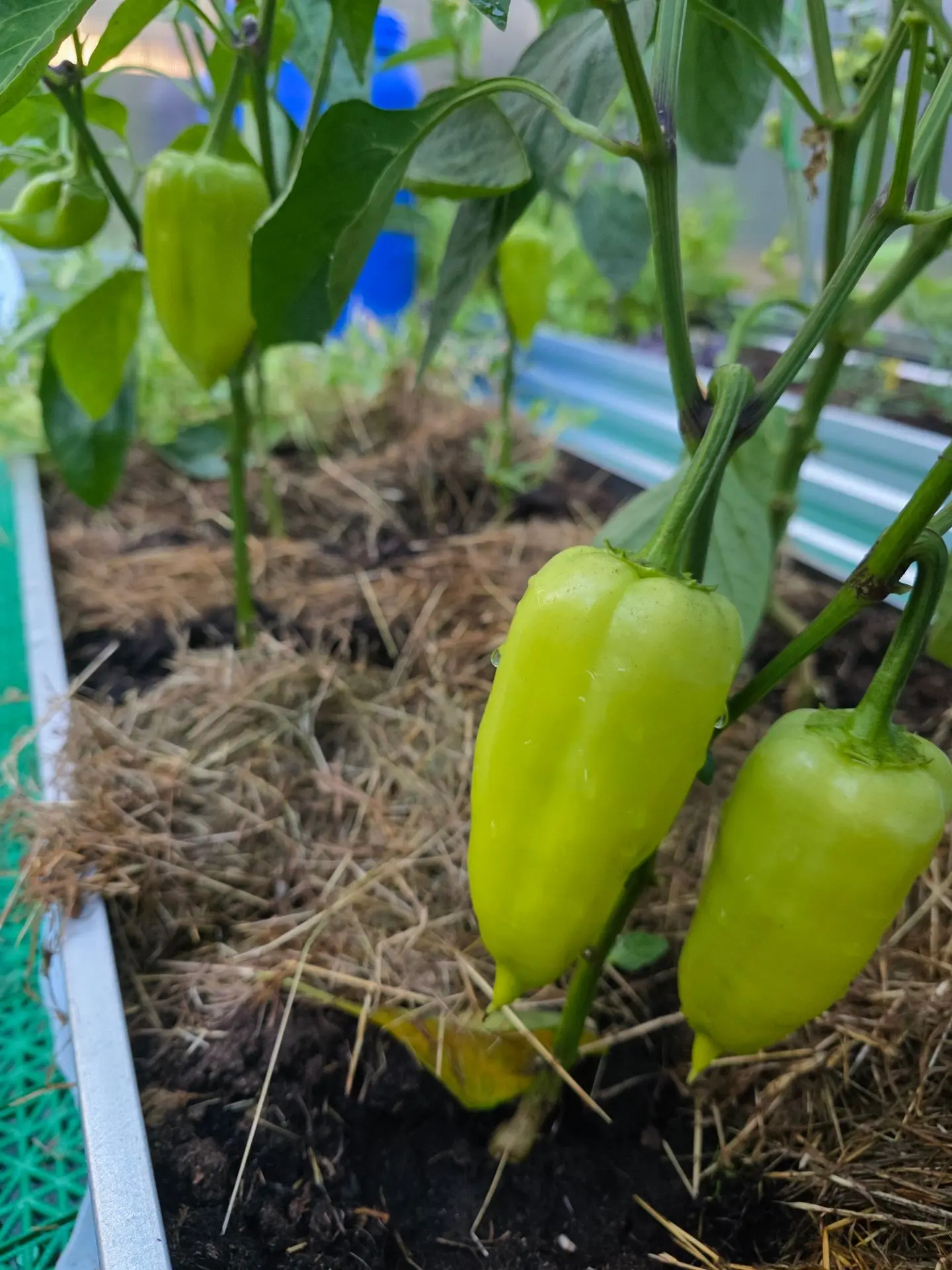 Каждый вечер хожу на свидание))🫑🍅🍆
А вот огурчики желтеют..приятельница говорит, что ночи холодны