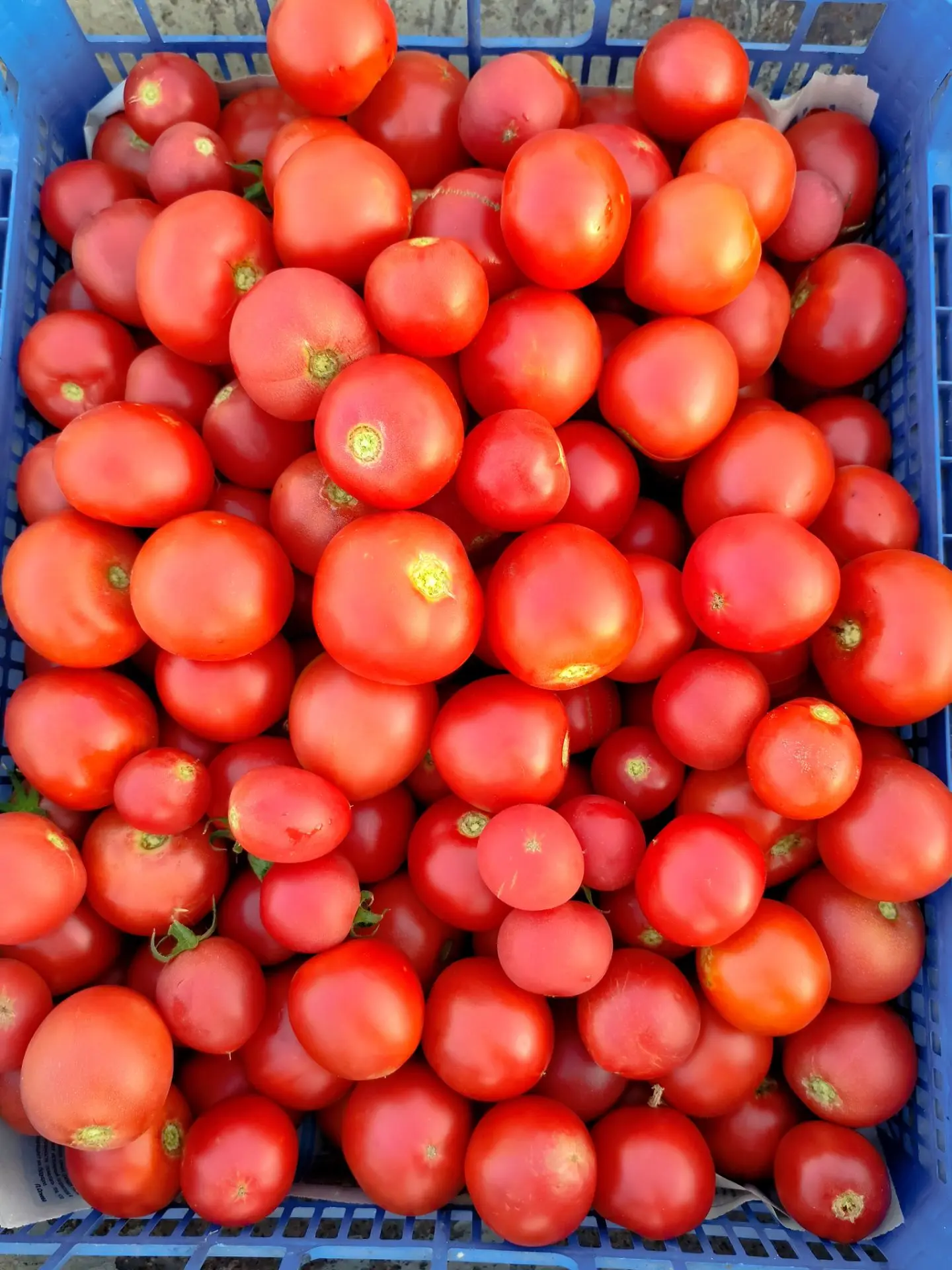 Собирали ,сортировали,продавали..