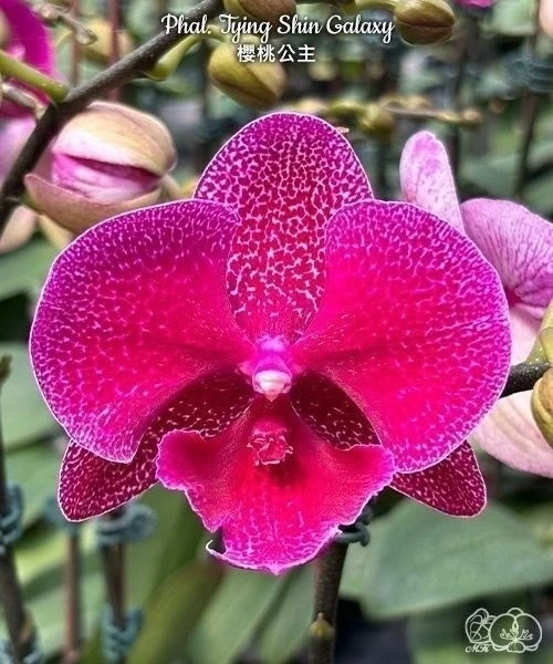🌺 Азиатские сортовые орхидеи-подростки В НАЛИЧИИ 🌺