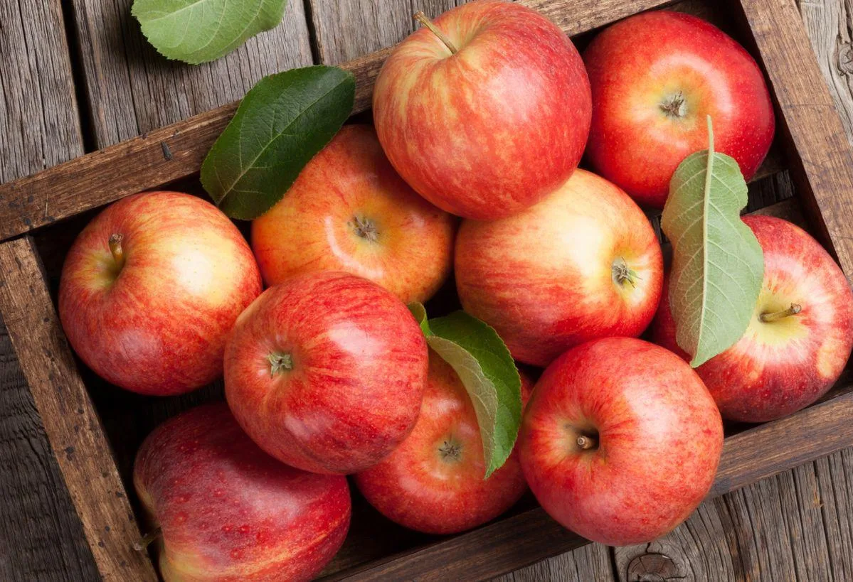 Яблоки 🍏 

✨ Есть известная поговорка: «Одно яблоко в день — и врач не нужен».

Яблоки — один из са