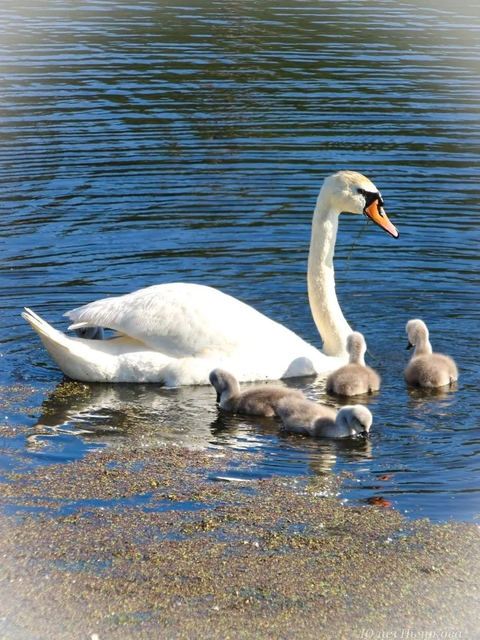 🦢 Лебединое ceмейство