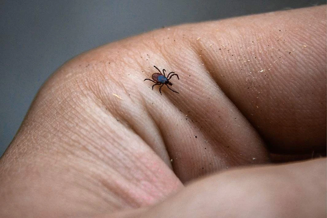 🕷️ Второй пик активности клещей в Москве и области придётся на август-сентябрь.

Он слабее весеннег