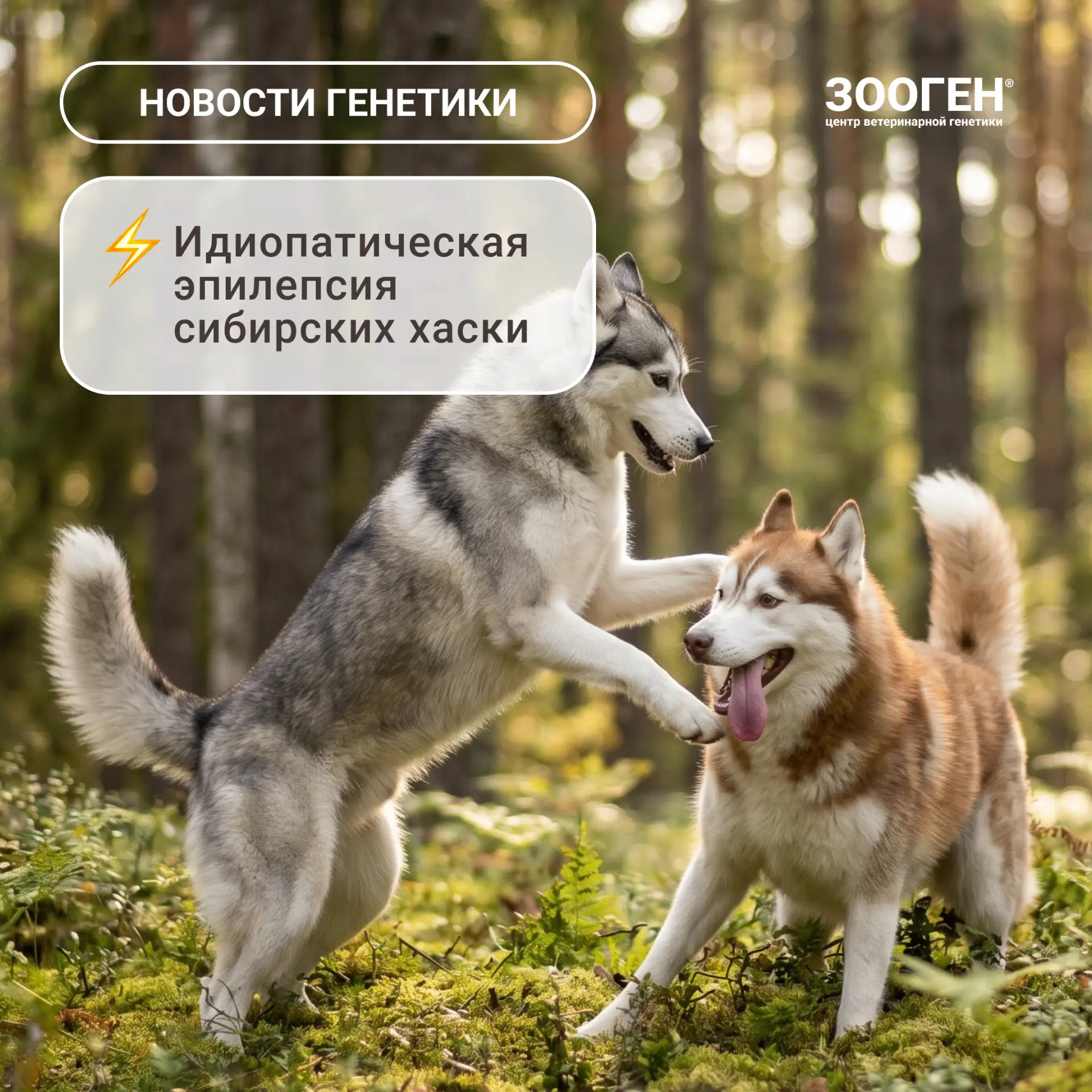 🐺 Идиопатическая эпилепсия сибирских хаски (ИЭ)