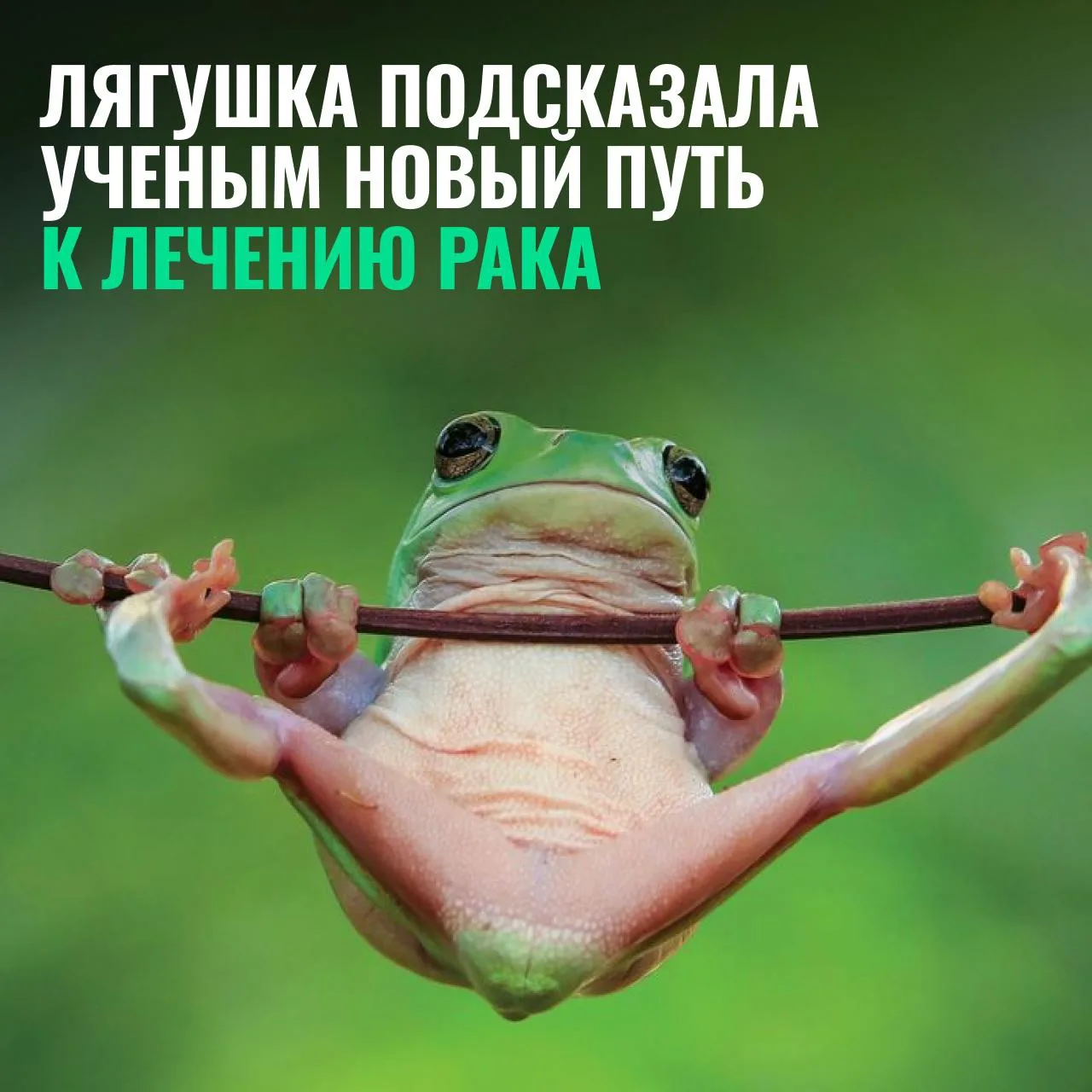🐸 Учёные вылечили рак одной инъекцией — внутри бактерия из кишечника лягушки
