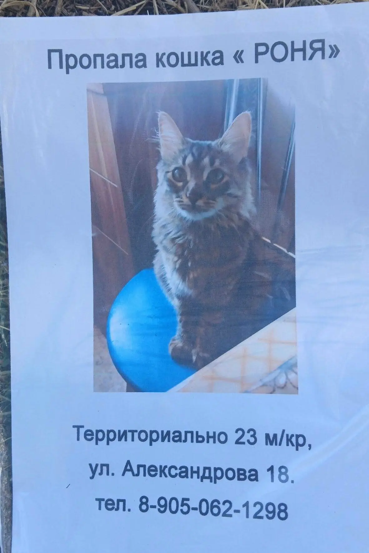 Потерялась кошка Роня. г.Волжский, 23мкр, ул.Александрова д.18