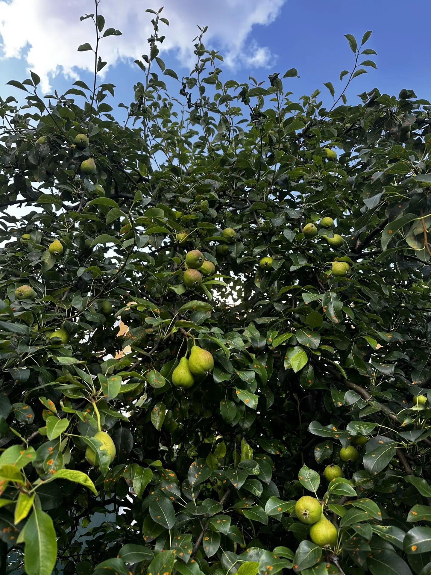 Груши 🍐 будут)))