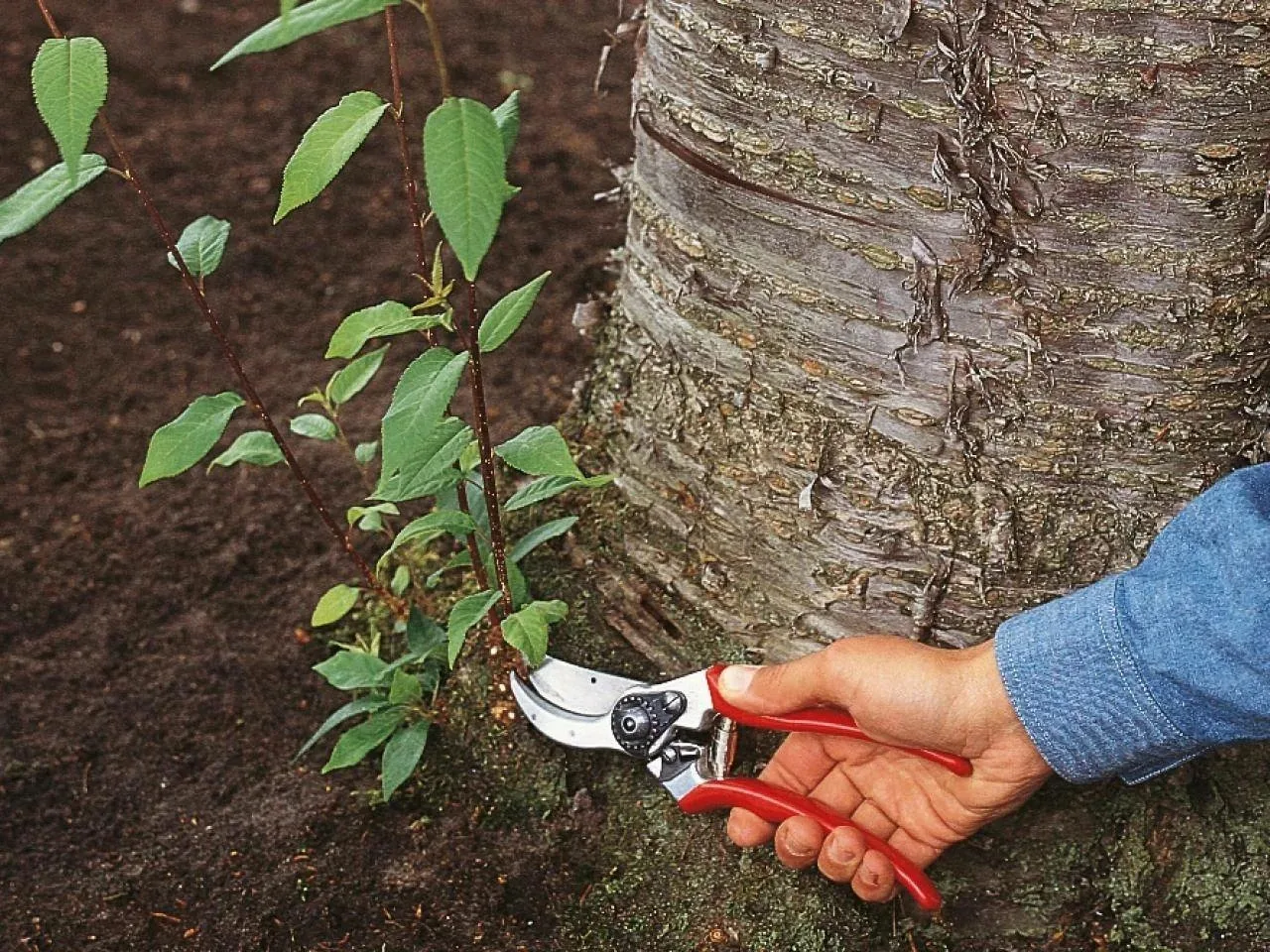 🌳 Как удалить прикорневую поросль у плодовых деревьев
