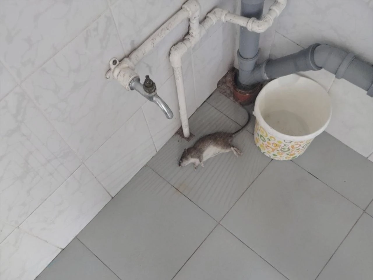 🐀 Крысу нашли в школьном туалете