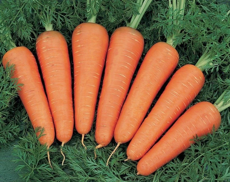 Как подкормить морковь для сладкого и крупного урожая 🥕

Простой и эффективный состав:
▫ половина 1
