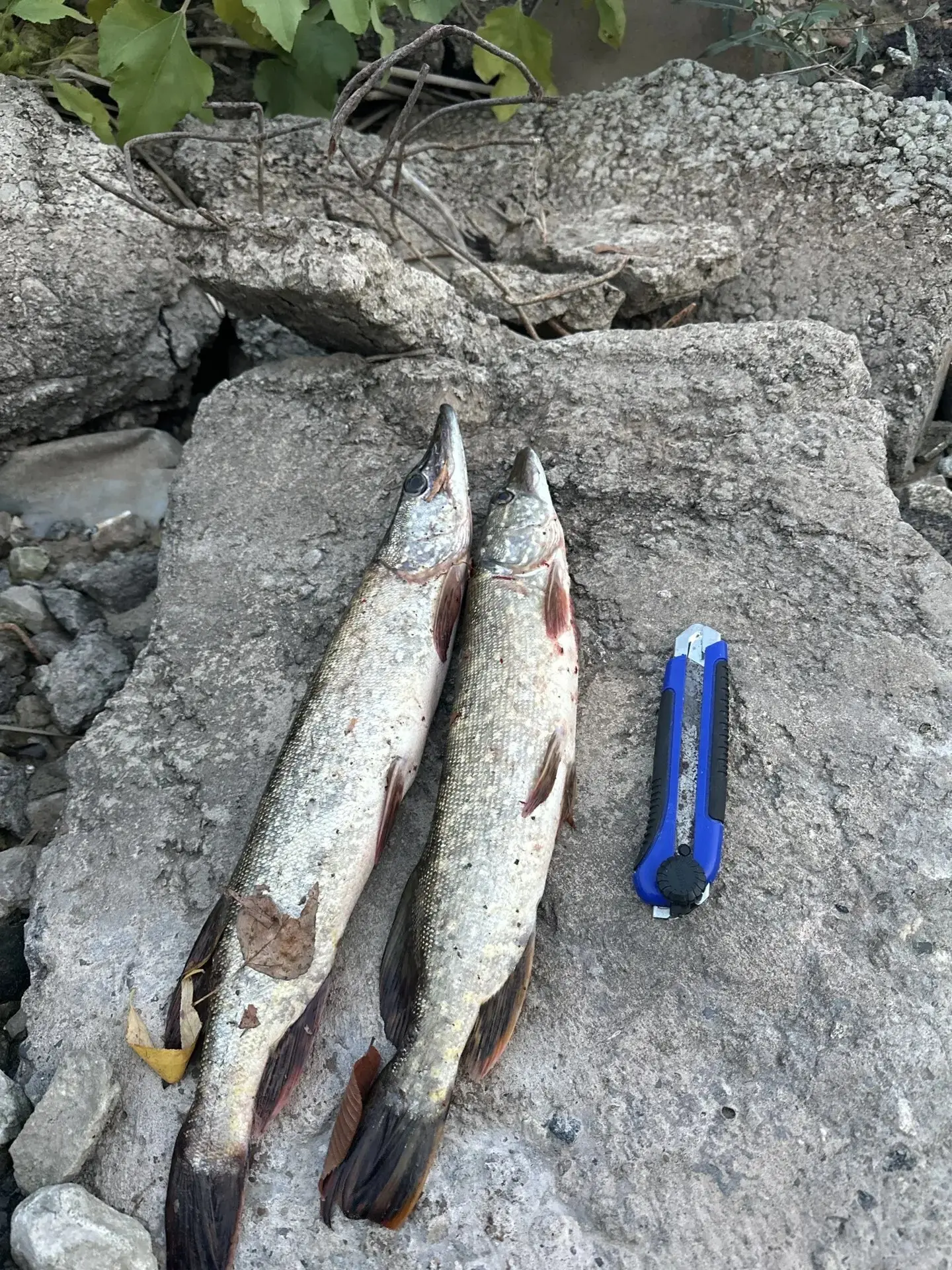 Локомотив