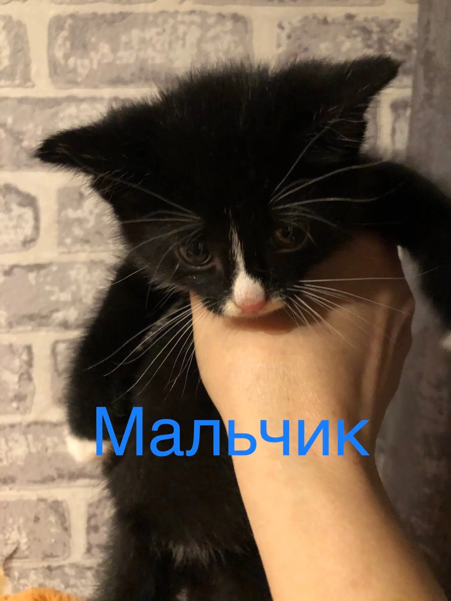 ❗️❗️❗️Красивые игривые котятки 🐈‍⬛ищут ответственные руки🏠. Ласковые, ручные урчалочк...