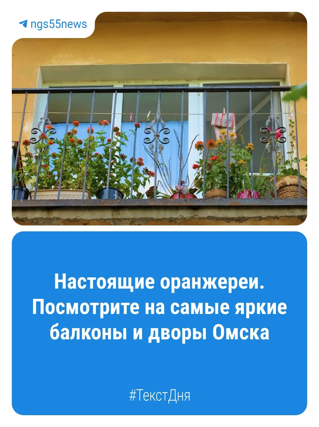 Омские многоэтажки — это не только серые панельные стены, но и яркие островки зелени. П...