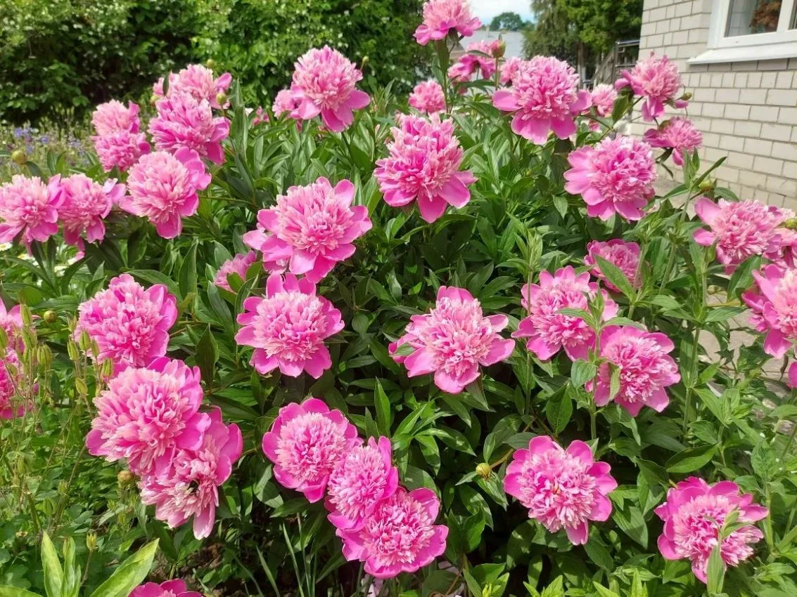 🌱В нашем Детском ботаническом саду настоящий цветочный БУМ! 🌺🌸🌼🌷🌹