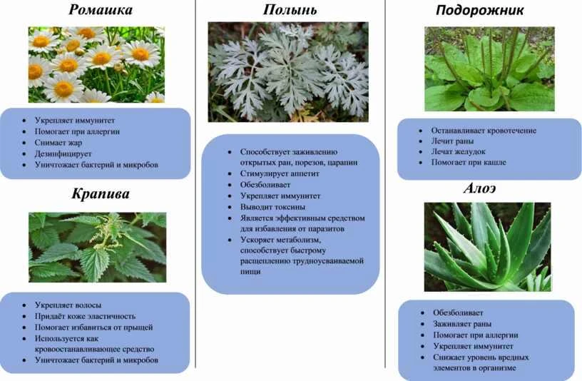 Больше 20 000 растений официально признаны лечебными, или используются в медицине.
Лекарственные рас